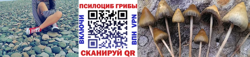 закладка  Чулым  Псилоцибиновые грибы Psilocybe 